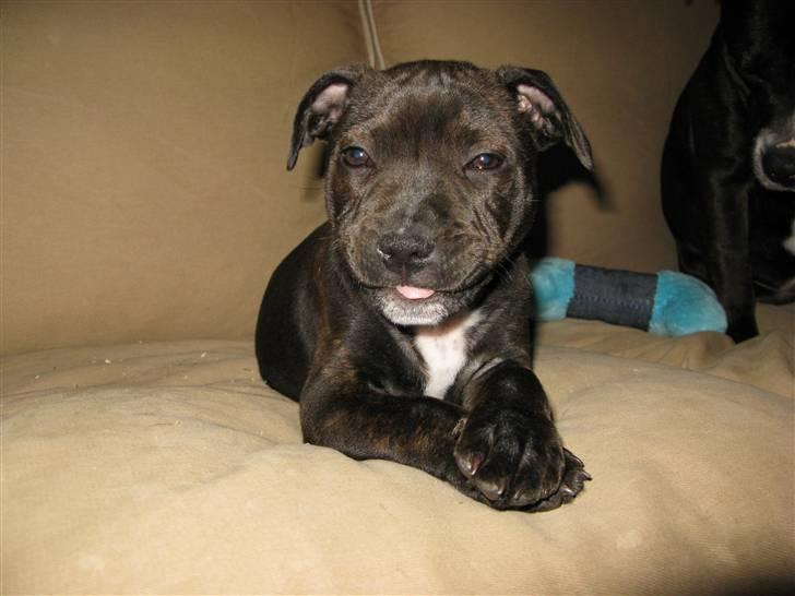 Staffordshire bull terrier Wenk Staffs Princess Coya - Smukke pigen, bemærk tungen efter Dina mor, 10 Uger billede 8