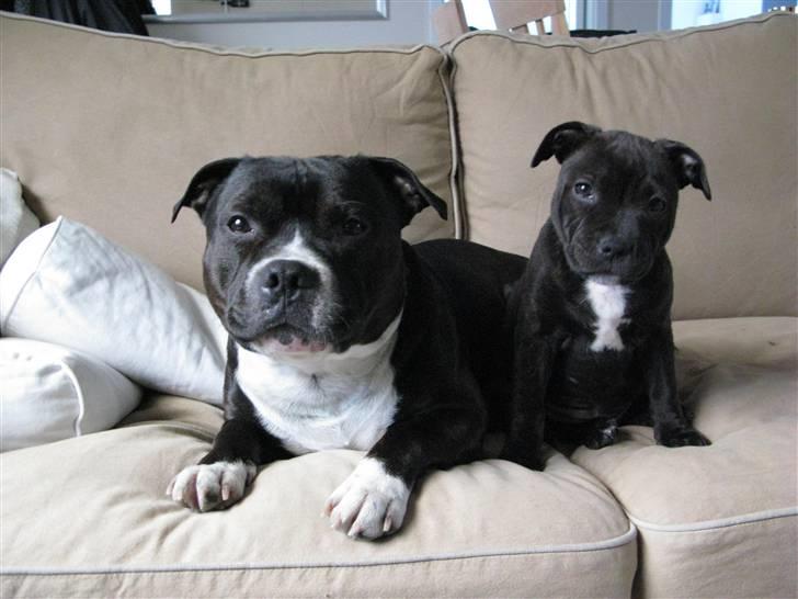 Staffordshire bull terrier Wenk Staffs Princess Coya - YNDLINGS.......Coya 10 uger med "bror" Andy ved sin side... billede 9