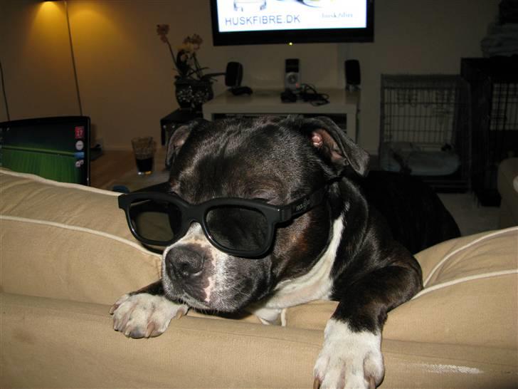 Staffordshire bull terrier Andy - Im BAAAAAAD!!!! Andy 3 år og 2 mdr.  billede 20