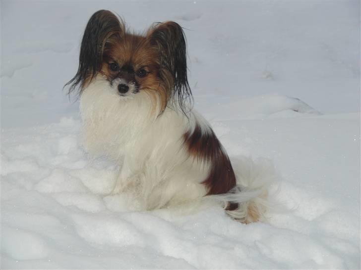 Papillon Milla billede 5