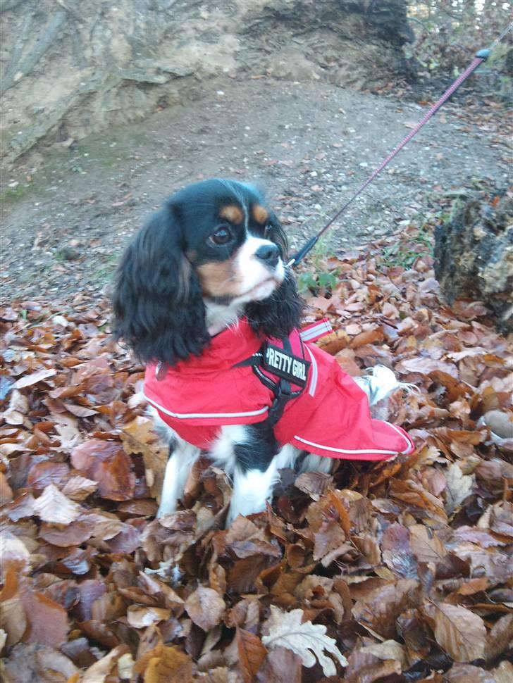Cavalier king charles spaniel Tilde - Tester min nye frakke i skoven billede 1