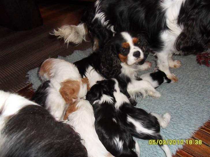 Cavalier king charles spaniel Tilde - En lille tår hos mor.. Det er hende der er mest sort på ryggen billede 2