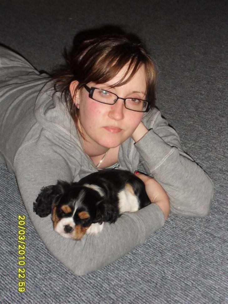 Cavalier king charles spaniel Tilde - Mors puttepige billede 3