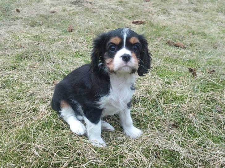 Cavalier king charles spaniel Tilde - Første gang ude i den nye have billede 4