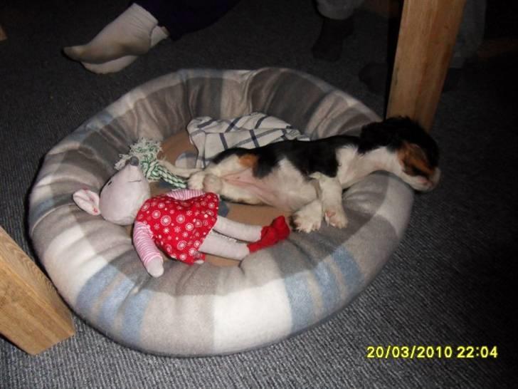 Cavalier king charles spaniel Tilde - En træt lille pige billede 5