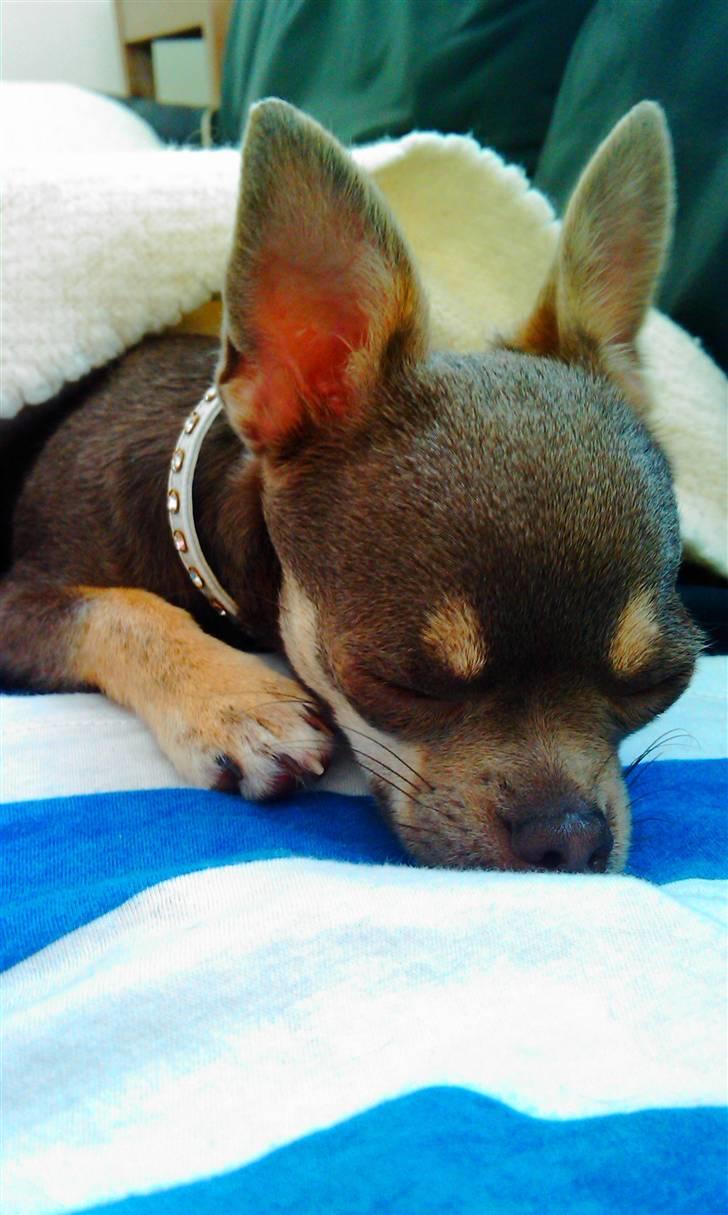 Chihuahua Kayla - "Mh, jeg tager mig lige en lille lur mor ... zzZ" billede 18