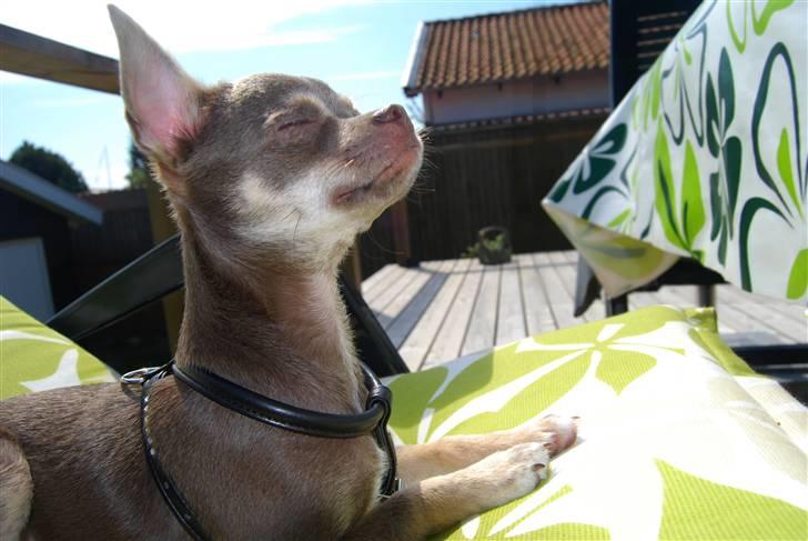 Chihuahua Kayla - "Mhm, dejligt med lidt sol ;-)) " billede 19