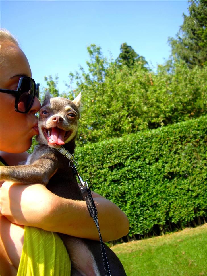 Chihuahua Kayla - "Min mor og jeg" billede 20