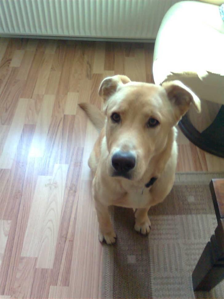 Blanding af racer Lucky [Himmelhund] billede 3