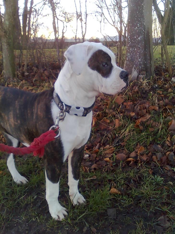 Amerikansk bulldog Hardrock Bull´s Katinka billede 1