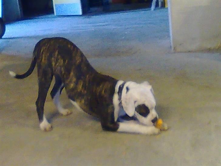 Amerikansk bulldog Hardrock Bull´s Katinka billede 2