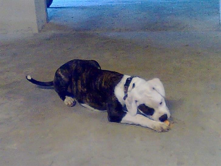 Amerikansk bulldog Hardrock Bull´s Katinka billede 3