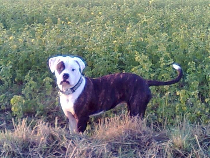 Amerikansk bulldog Hardrock Bull´s Katinka billede 4