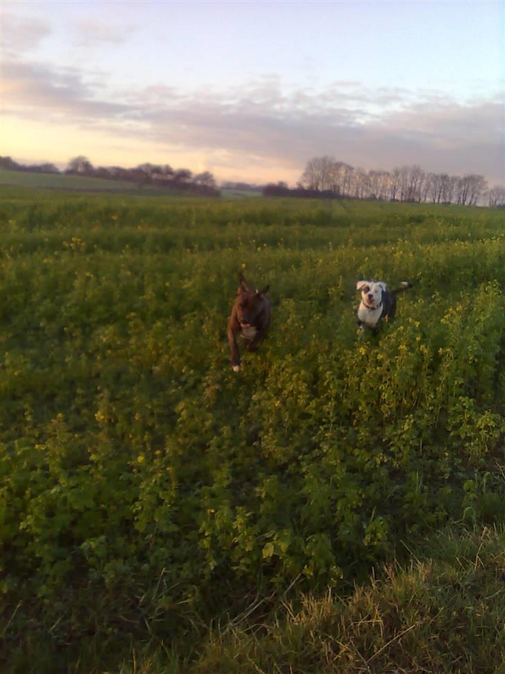 Amerikansk bulldog Hardrock Bull´s Katinka billede 5