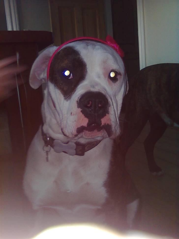 Amerikansk bulldog Hardrock Bull´s Katinka billede 6