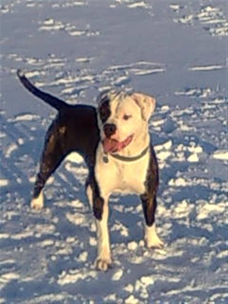 Amerikansk bulldog Hardrock Bull´s Katinka billede 7