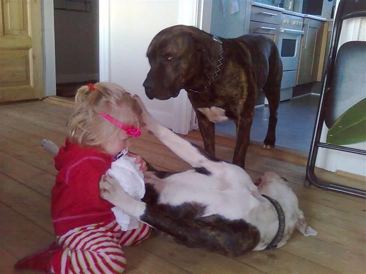 Amerikansk bulldog Hardrock Bull´s Katinka billede 8