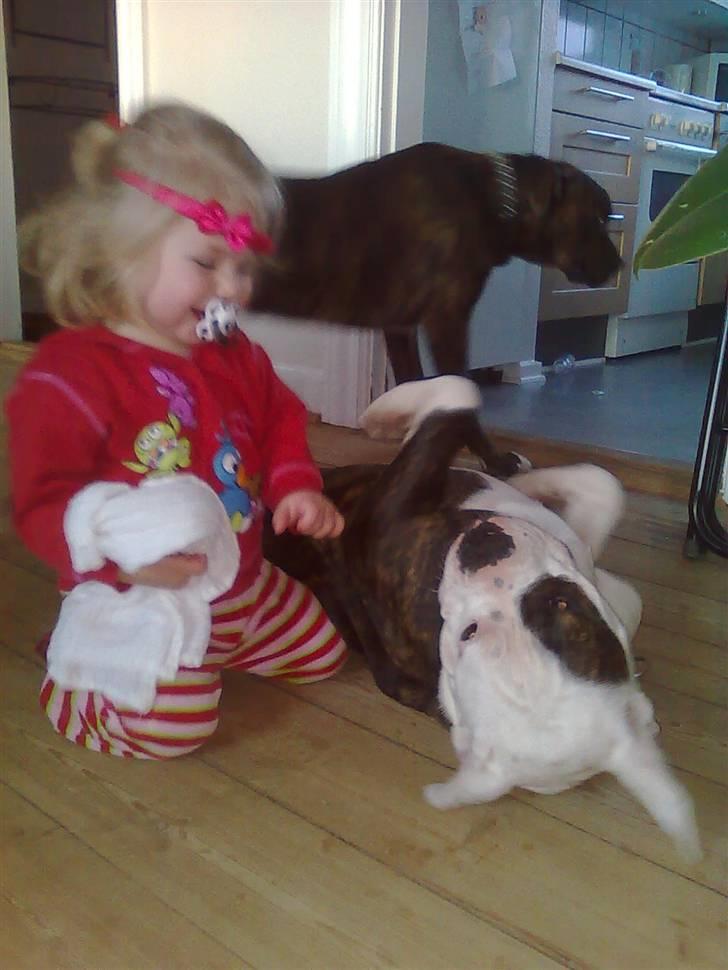 Amerikansk bulldog Hardrock Bull´s Katinka billede 9