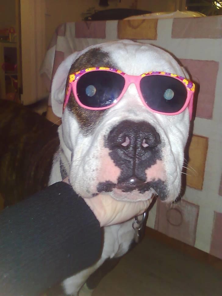 Amerikansk bulldog Hardrock Bull´s Katinka billede 11