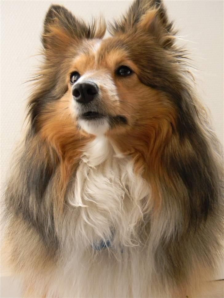 Shetland sheepdog Spirens Diva - D. 20.04.2010 - #Foto: Mig billede 18