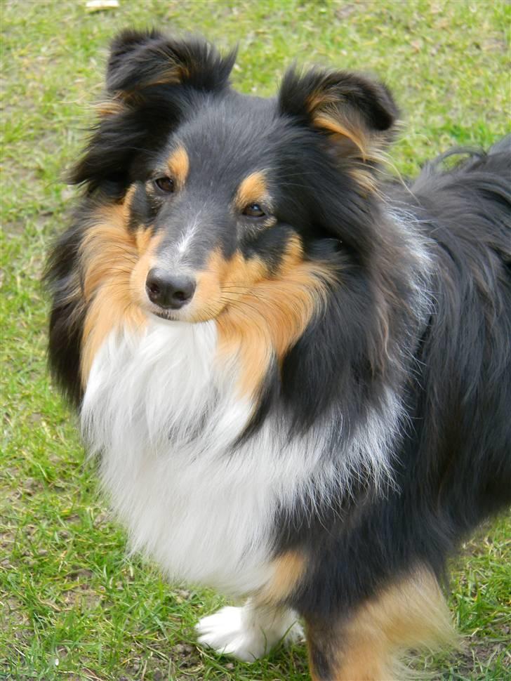 Shetland sheepdog Spirens Enya - d. 20.04.2010 - #Foto: Mig billede 12