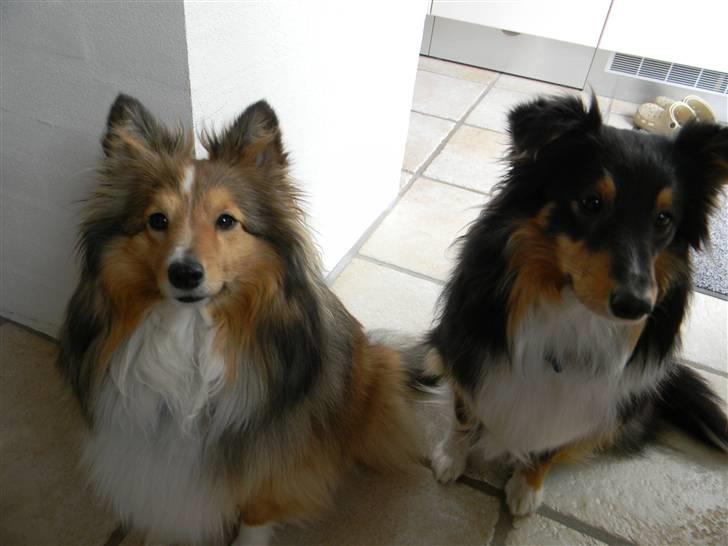 Shetland sheepdog Spirens Enya - d. 20.04.2010 - #Foto: Mig billede 13