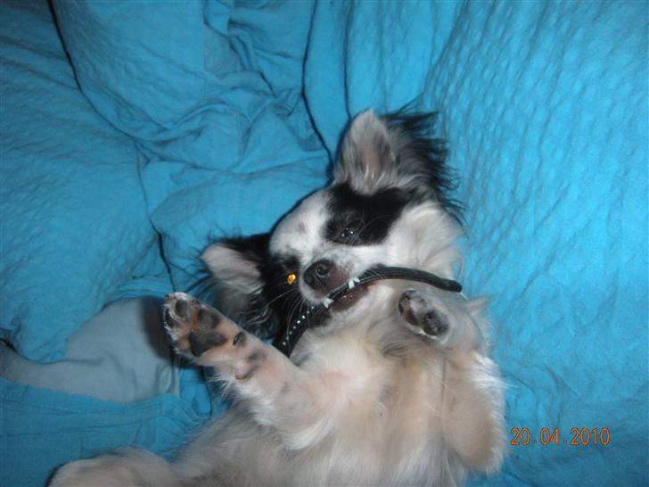 Chihuahua Nico billede 15