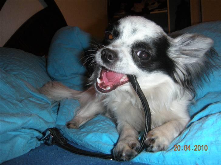 Chihuahua Nico billede 16