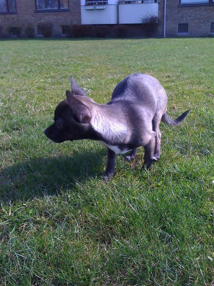 Chihuahua Honey billede 11