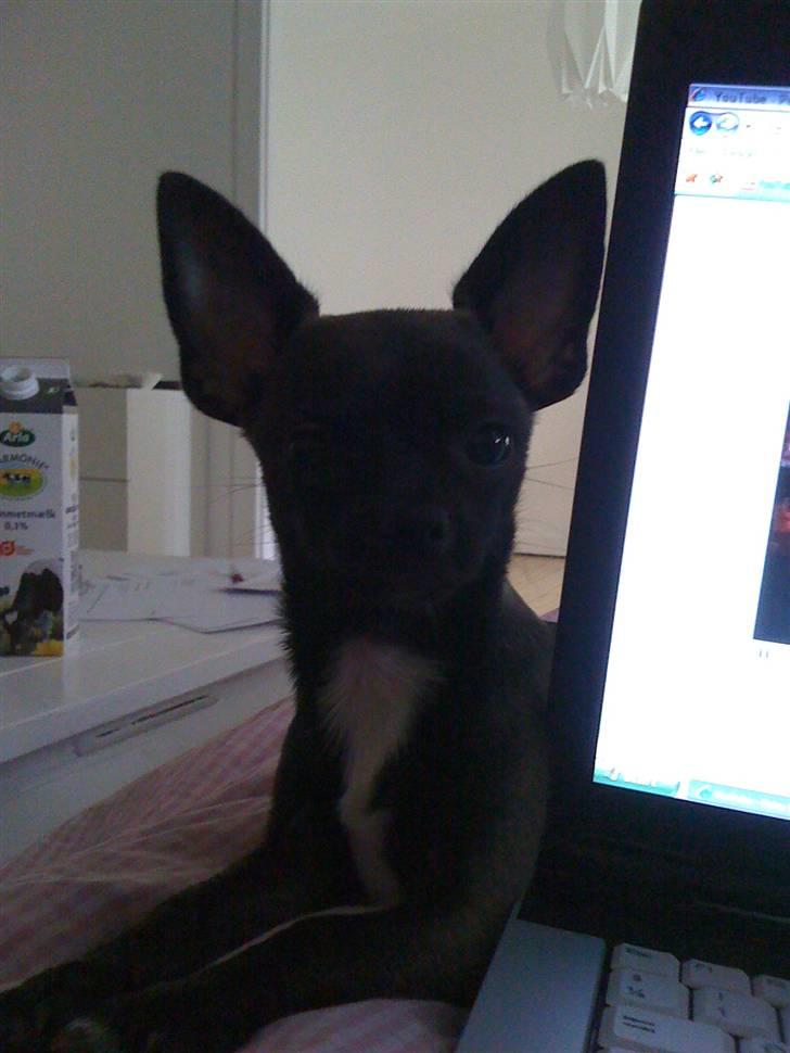 Chihuahua Honey billede 12