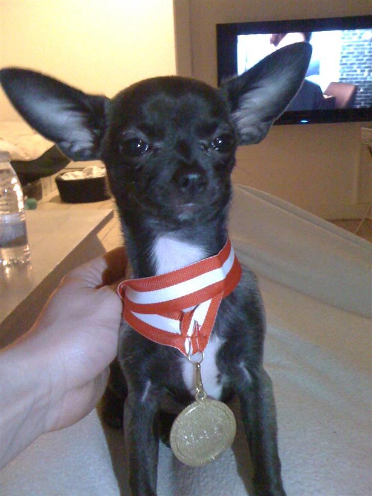 Chihuahua Honey billede 13