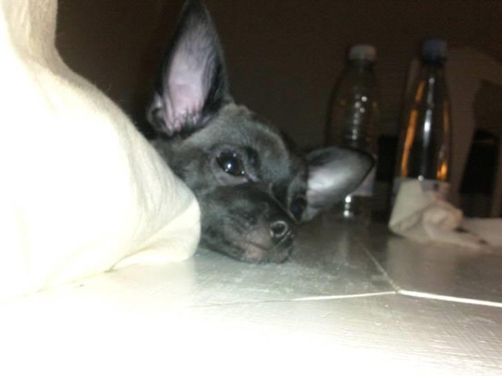 Chihuahua Honey billede 15