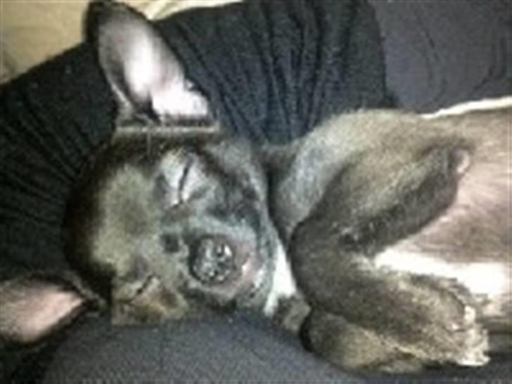 Chihuahua Honey billede 16