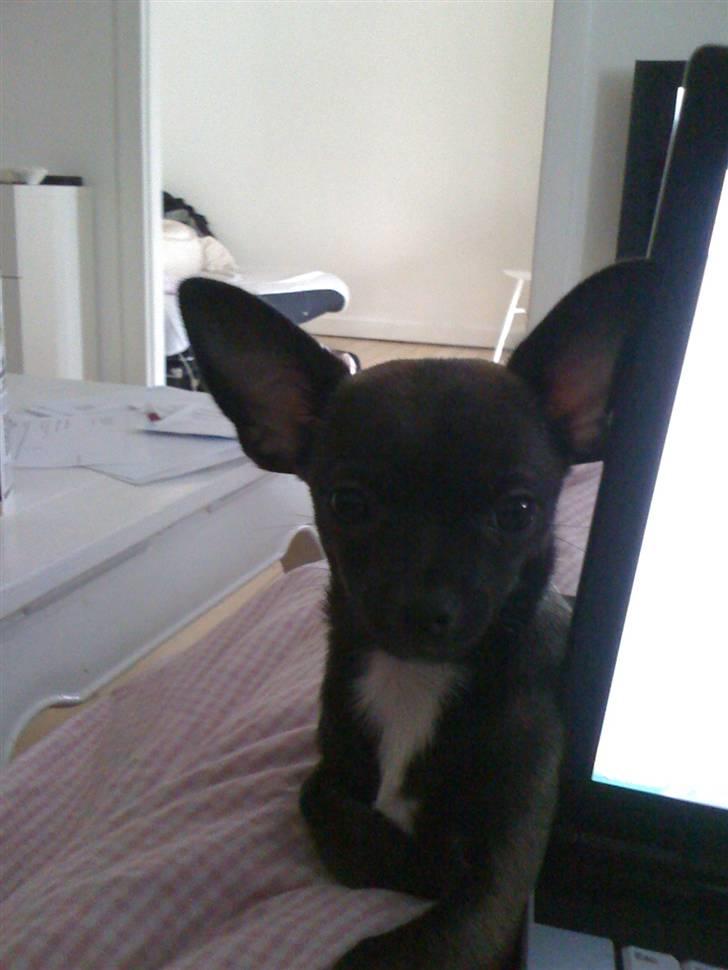 Chihuahua Honey billede 17