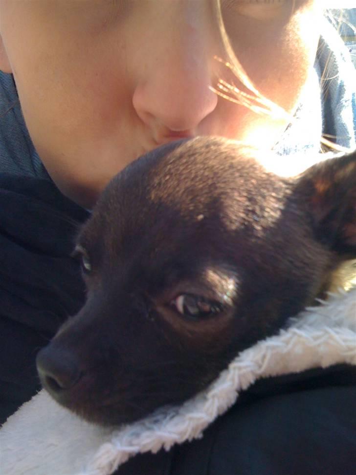 Chihuahua Honey billede 18