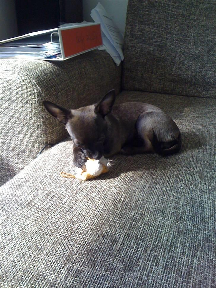 Chihuahua Honey billede 19