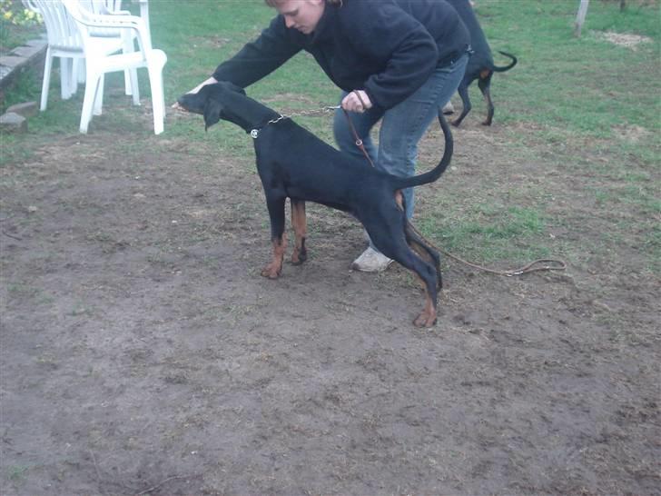 Dobermann GOF Excellent Estrella - Estrella 20 uger billede 12