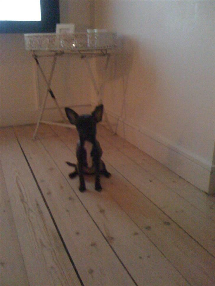 Chihuahua Honey billede 20