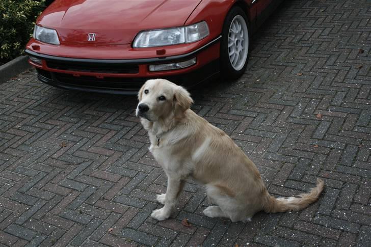 Golden retriever Tino billede 1