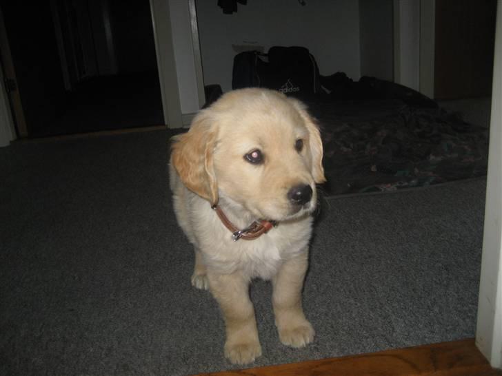 Golden retriever Tino billede 2