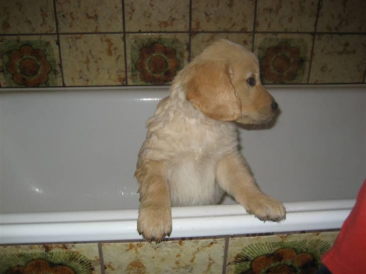 Golden retriever Tino billede 3