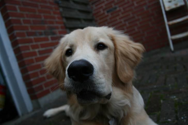 Golden retriever Tino billede 4