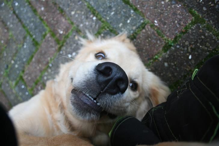 Golden retriever Tino billede 5