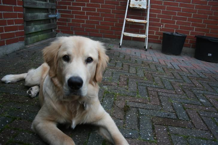 Golden retriever Tino billede 6