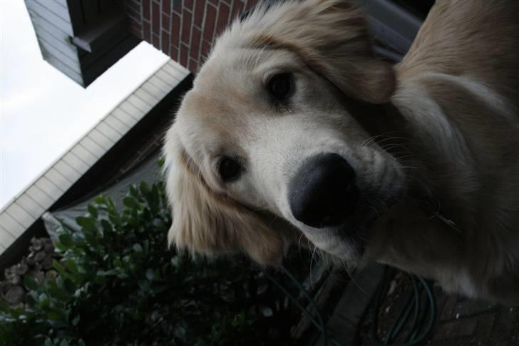 Golden retriever Tino billede 7