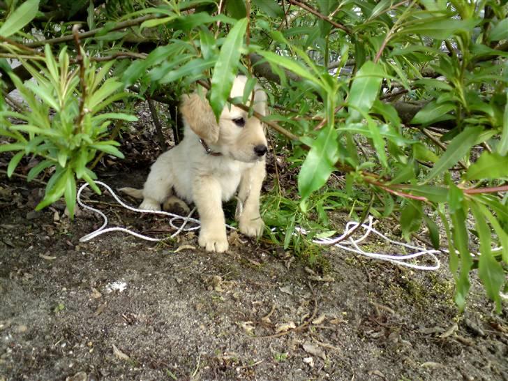 Golden retriever Tino billede 8