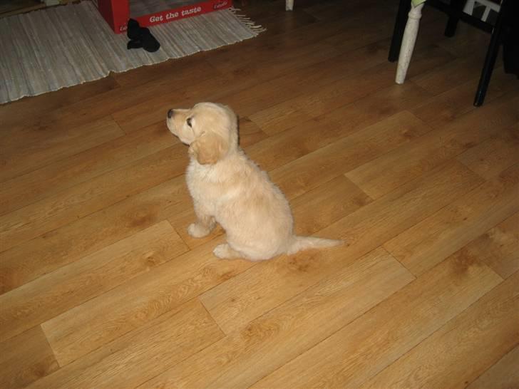 Golden retriever Tino billede 9