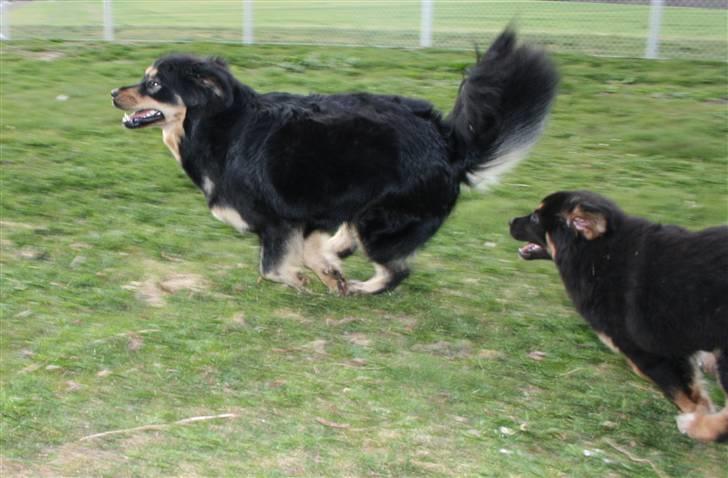 Tibetansk mastiff Rami billede 13