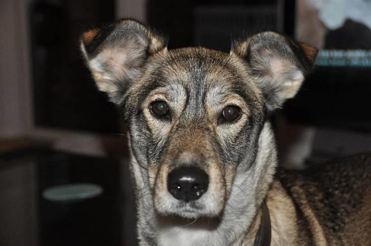 Blanding af racer Ricka billede 1