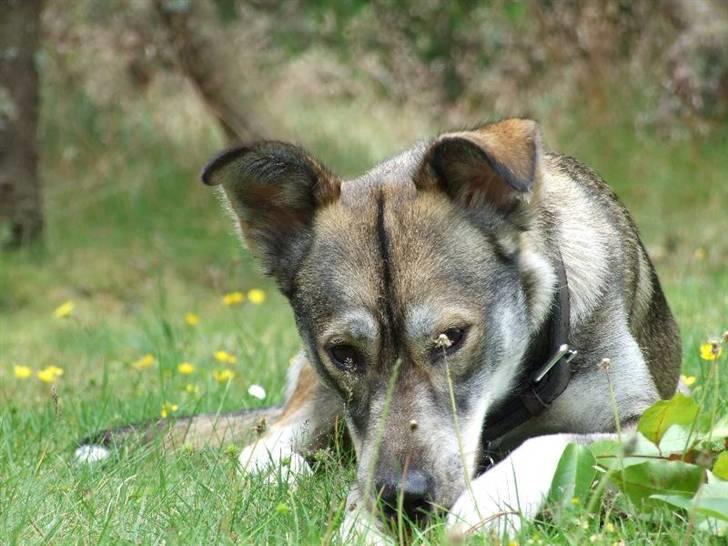 Blanding af racer Ricka billede 2